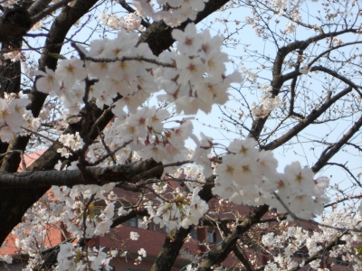 桜　3分