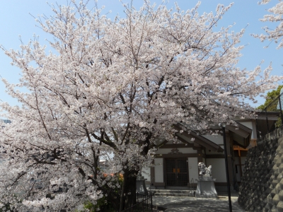 桜　常世宮前